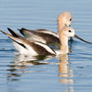American Avocet